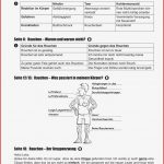 Sopäd Unterrichtsmaterial Biologie Körper Und Gesundheit