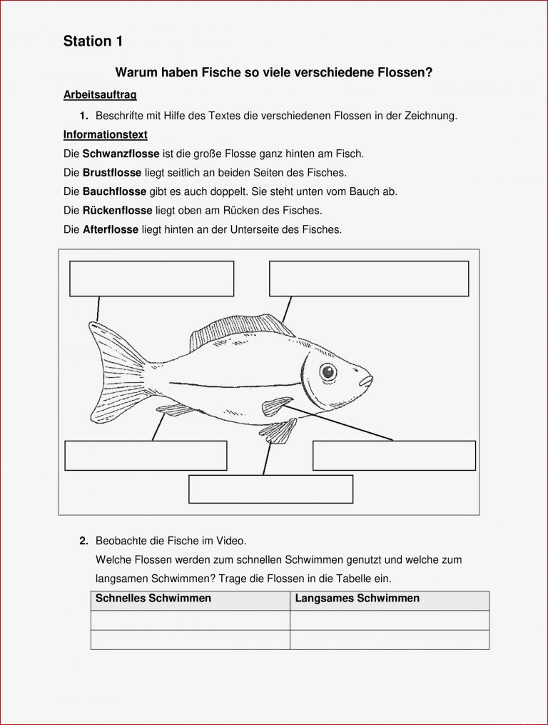 Stationsarbeit Fisch Klasse 5 – Grundschule