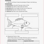 Stationsarbeit Fisch Klasse 5 – Unterrichtsmaterial Im
