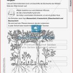 Stationsarbeit Zum thema "Ãkosystem Wald" - Inklusion - Meinunterricht