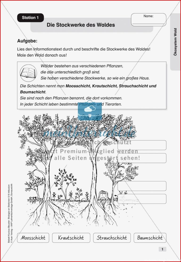 Stationsarbeit Zum thema "Ãkosystem Wald" - Inklusion - Meinunterricht