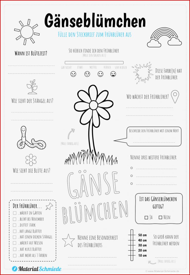 Steckbrief Gänseblümchen – Unterrichtsmaterial Im Fach