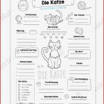 Steckbrief Katze