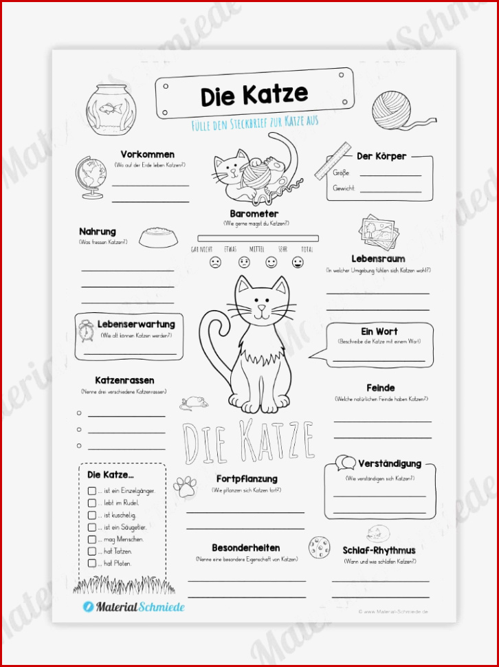 Steckbrief Katze