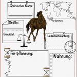 Steckbrief Pferd – Unterrichtsmaterial Im Fach Biologie