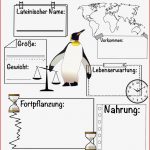 Steckbrief Pinguin – Unterrichtsmaterial Im Fach