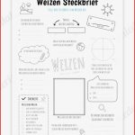 Steckbrief Weizen