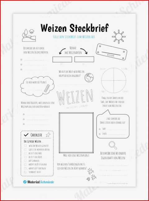 Steckbrief Weizen