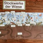 Stockwerke Der Wiese Lapbook – Unterrichtsmaterial Im