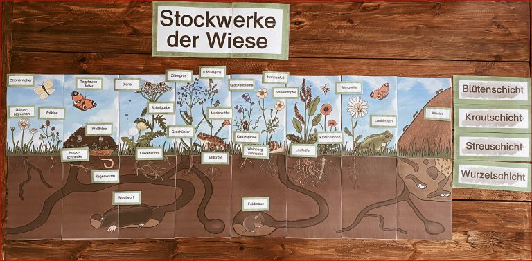 Stockwerke Der Wiese Lapbook – Unterrichtsmaterial Im