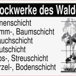 Stockwerke Des Waldes