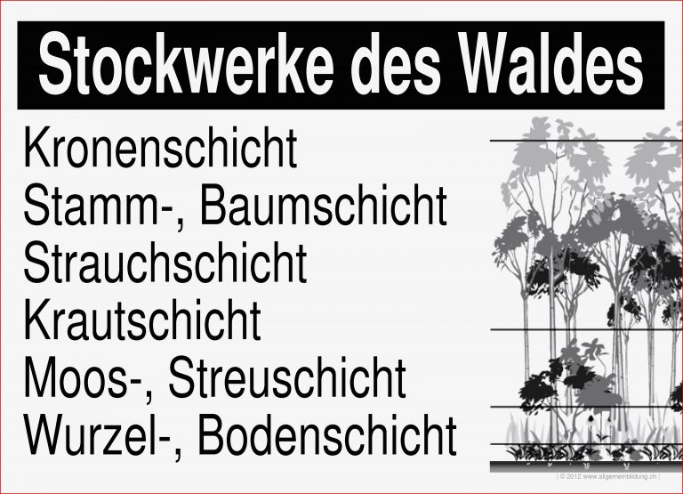 Stockwerke des Waldes