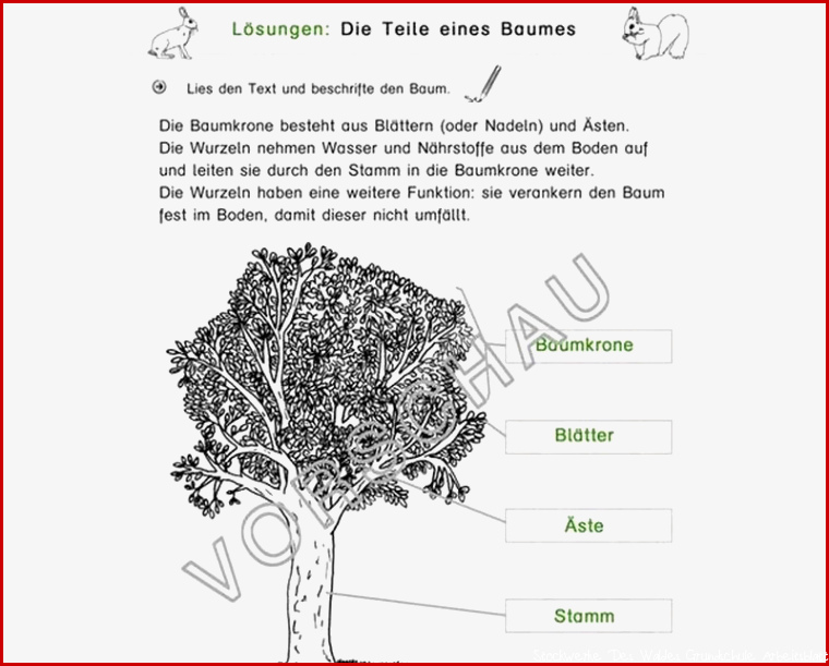 Stockwerke Des Waldes Arbeitsblatt Lösungen William