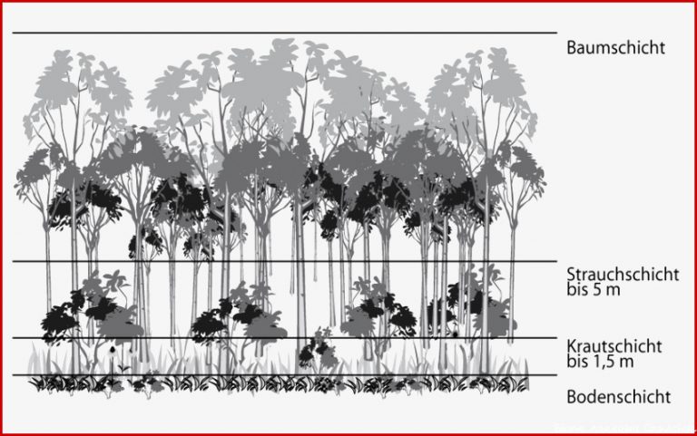 Stockwerke Des Waldes Arbeitsblatt Pdf Nathan Hernandes