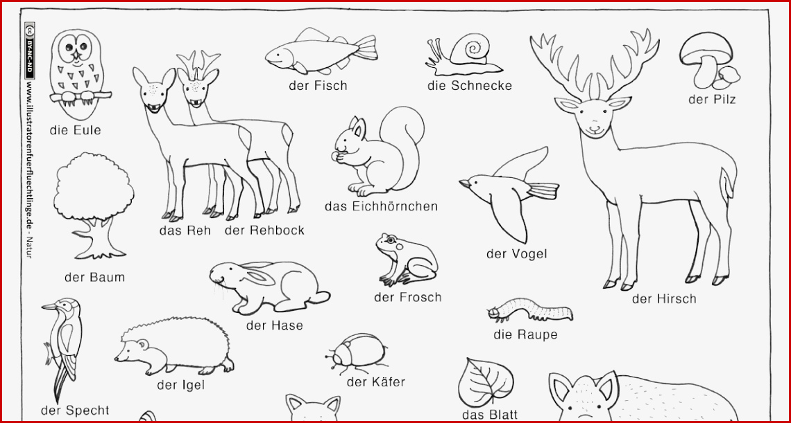 Stockwerke Des Waldes Arbeitsblatt Pdf Nathan Hernandes