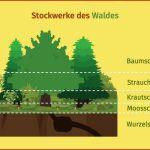 Stockwerke Des Waldes Grundschule Inkl Arbeitsblatt