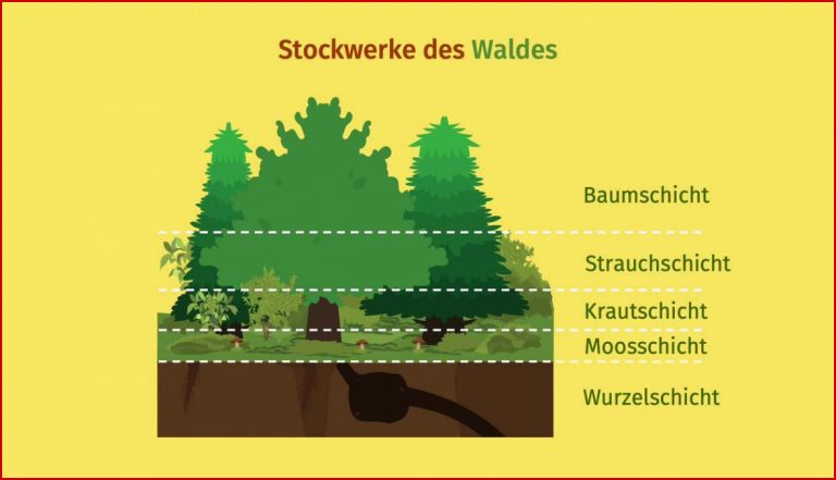 Stockwerke des Waldes Grundschule inkl Arbeitsblatt
