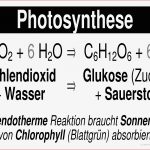 Stoffkreislauf Synthese