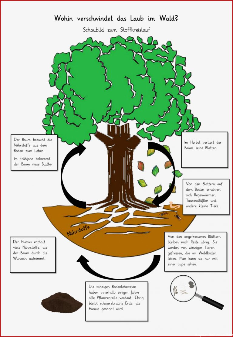 Stoffkreislauf Wald Arbeitsblatt Neue Arbeitsblätter