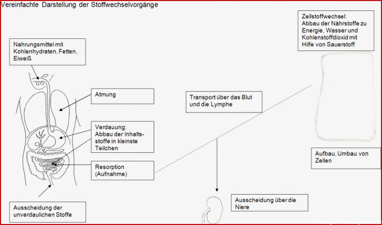 Stoffwechsel Übersicht — Landesbildungsserver Baden