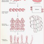 Struktur Des Chromatins – Neubecks Seiten
