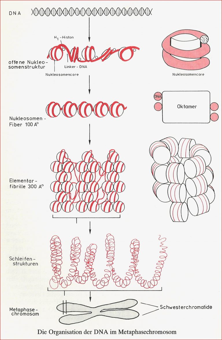 Struktur des Chromatins – Neubecks Seiten