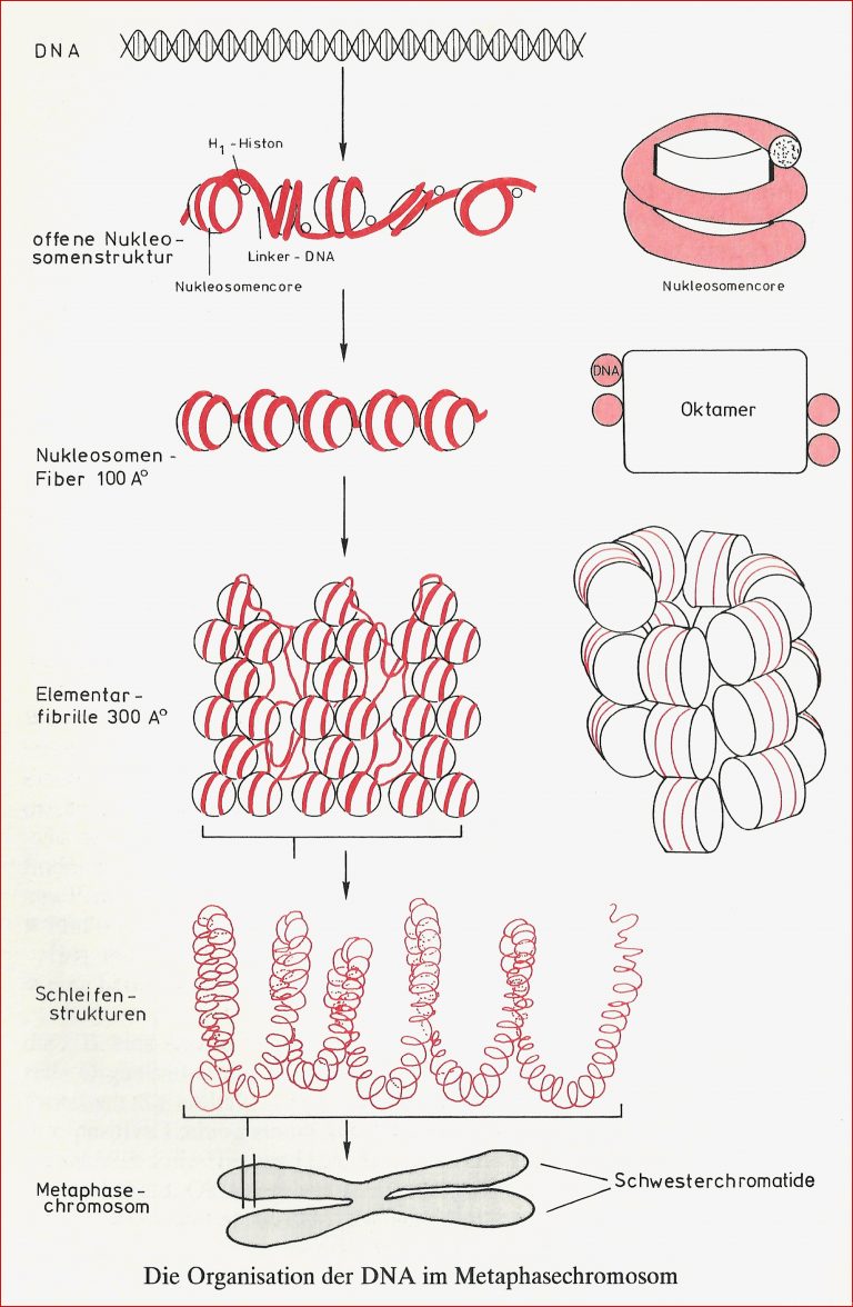 Struktur Des Chromatins – Neubecks Seiten