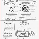 Study Sheets Viren Bakterien Übersichtsseite Zum