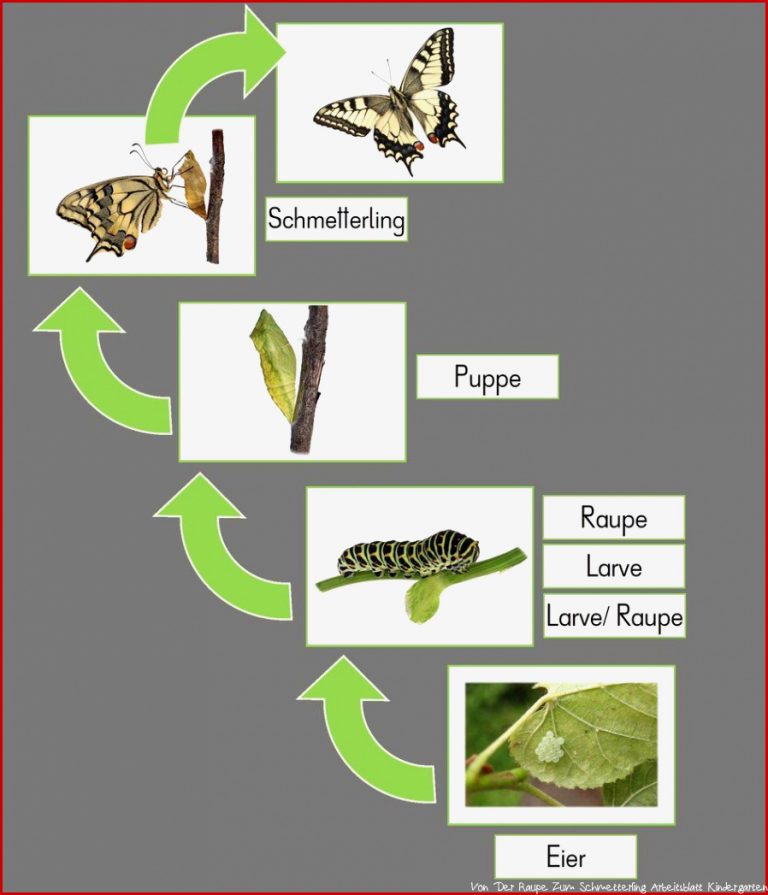 Tafelkarten Zur Metamorphose Des Schmetterlings