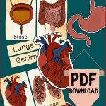 Tafelmaterial organe Bildkarten & Textkarten Zu Körper