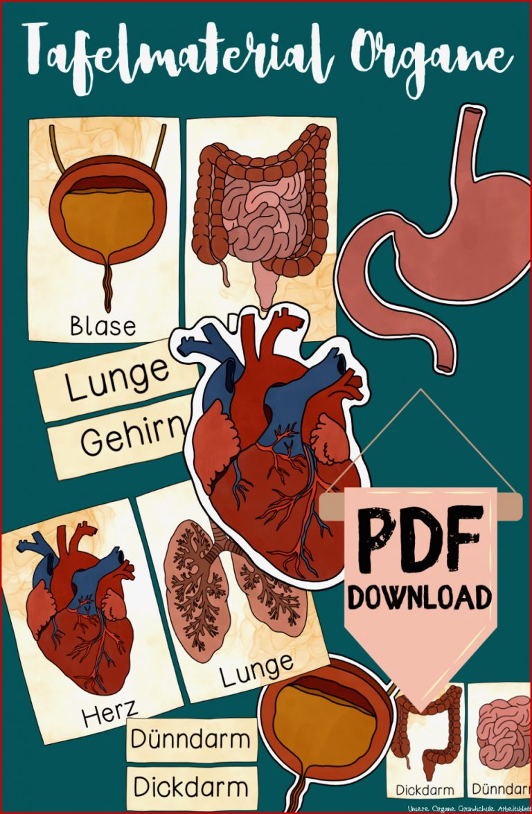 Tafelmaterial Organe Bildkarten & Textkarten zu Körper