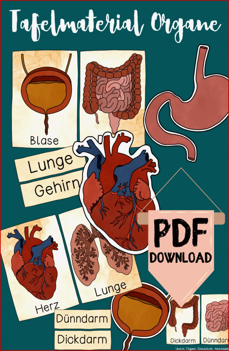 Tafelmaterial organe Bildkarten & Textkarten Zu Körper
