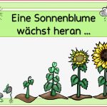 Tafelmaterial sonnenblume Bohne Kürbis