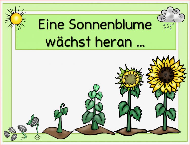 Tafelmaterial Sonnenblume Bohne Kürbis