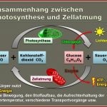 The Best 14 Fotosynthese Und Zellatmung 162 Finance