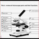 The Microscope Worksheets Answers