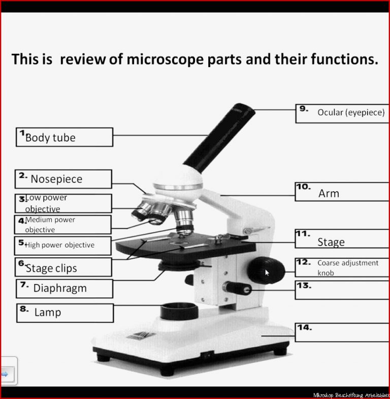 The Microscope Worksheets Answers