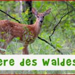 Tiere Des Waldes