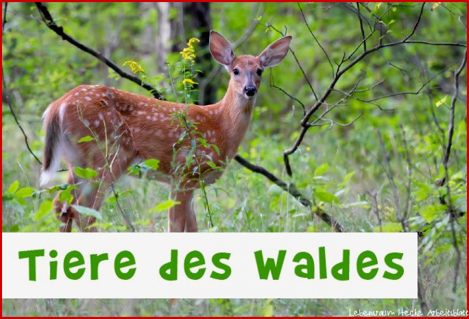 Tiere des Waldes