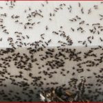 Tiere Grundschule Von 20 Millionen Ameisen Befreit