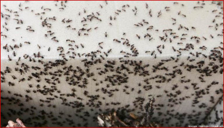 Tiere Grundschule von 20 Millionen Ameisen befreit