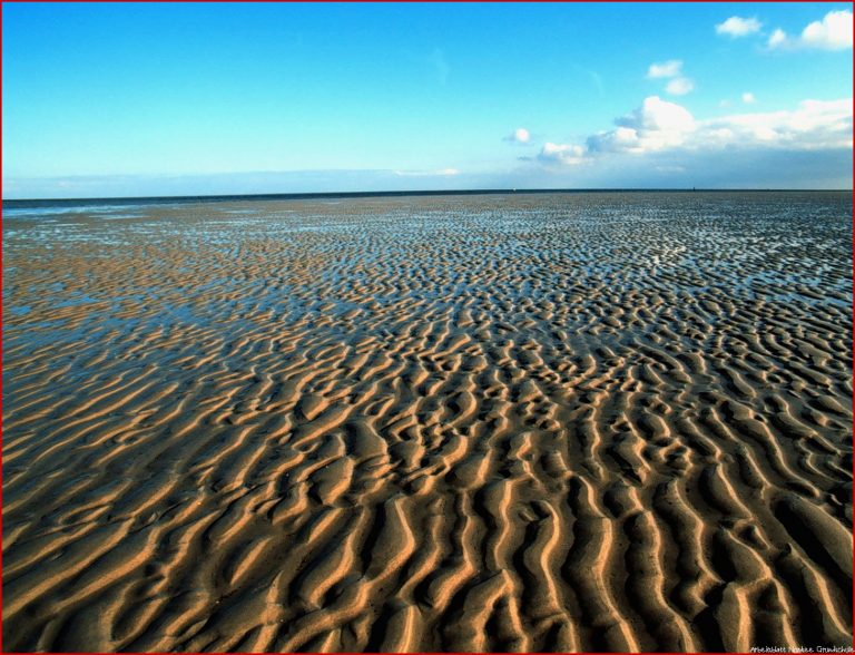 Tiere Im Wattenmeer Arbeitsblatt Tierische Tapete