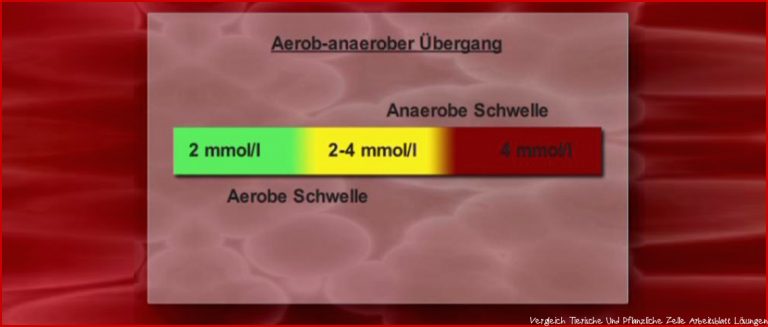 Tierische Und Pflanzliche Zelle Bau Und Vergleich