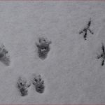 Tierspuren Im Schnee Erkennen Grundschule Was ist Das