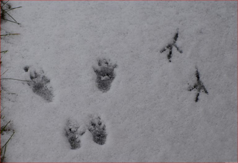 Tierspuren Im Schnee Erkennen Grundschule Was ist das