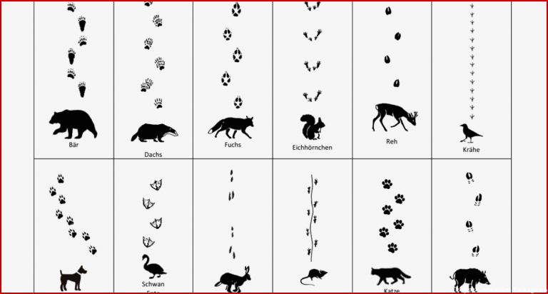 Tierspuren Zum Ausdrucken