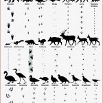 Tierspurenbestimmungsblatt Spuren Von 25 Heimischen