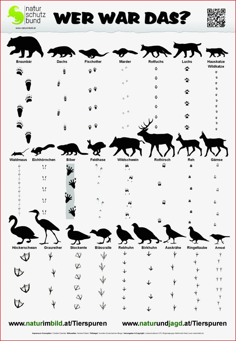 Tierspurenbestimmungsblatt Spuren Von 25 Heimischen