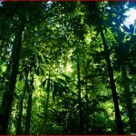 Tropischer Regenwald Klett