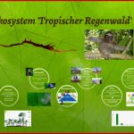 Tropischer Regenwald Klett